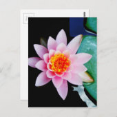 Carte Postale Fleur de nénuphar de lotus de roses indien et (Devant / Derrière)