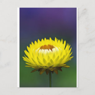 Carte Postale Fleur de paille jaune