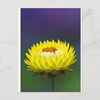 Carte Postale Fleur de paille jaune
