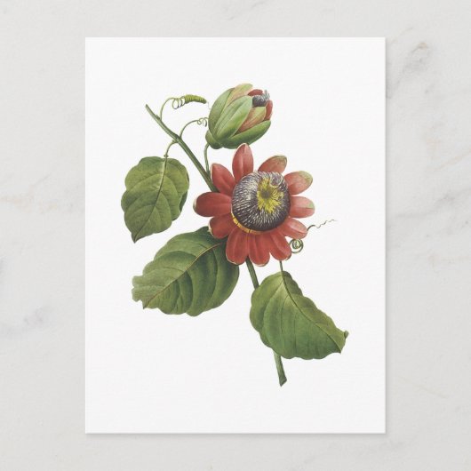 Carte Postale fleur de passion (alata de passiflore) par Redouté (Devant)