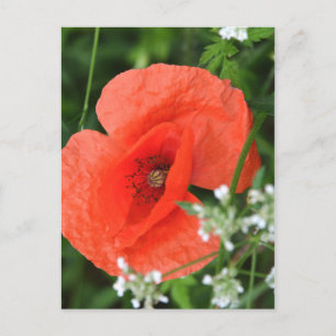 Carte Postale Fleur de pavot colorée de champ d'été dans la végé