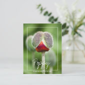 Carte Postale Fleur De Pavot De La Famille Papaveraceae (Debout devant)