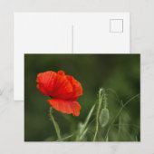 Carte postale - Fleur de pavot - Grâce solitaire (Devant / Derrière)