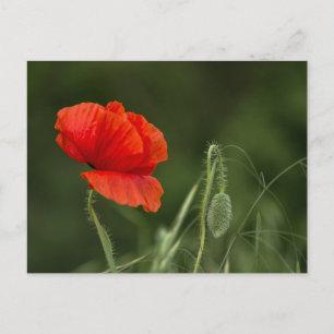 Carte postale - Fleur de pavot - Grâce solitaire