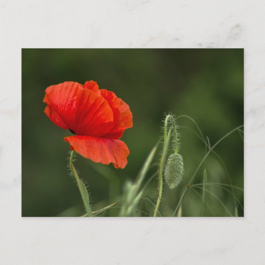 Carte postale - Fleur de pavot - Grâce solitaire (Devant)