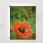 Carte postale Fleur de pavot orange sauvage (NZ) (Devant / Derrière)