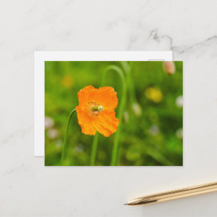 Carte Postale Fleur de pavot orange sur photographie verte d'été