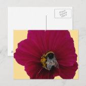 Carte Postale Fleur de pavot rose rouge avec une abeille bourdon (Devant / Derrière)