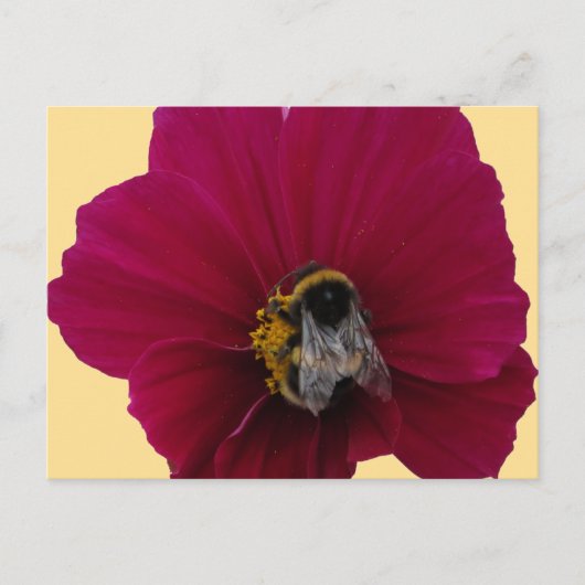 Carte Postale Fleur de pavot rose rouge avec une abeille bourdon (Devant)