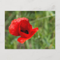Fleur de pavot rouge sauvage
