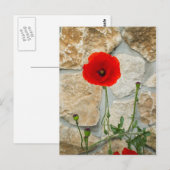 Carte Postale Fleur de pavot simple et mur de pierre derrière (Devant / Derrière)