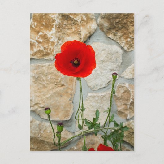 Carte Postale Fleur de pavot simple et mur de pierre derrière (Devant)