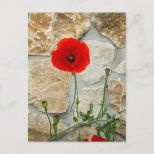 Carte Postale Fleur de pavot unique et mur de pierre derrière