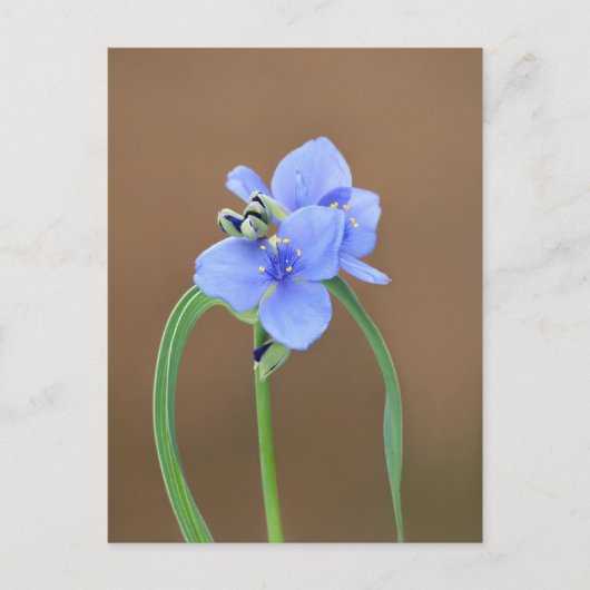 Carte Postale Fleur de Pétrole (Devant)