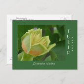 Carte Postale Fleur de peuplier tulipe (Devant / Derrière)