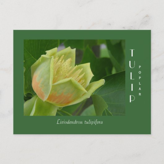 Carte Postale Fleur de peuplier tulipe (Devant)