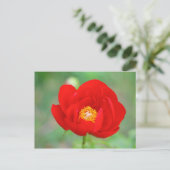 Carte Postale Fleur de pin rouge (Debout devant)