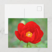 Carte Postale Fleur de pin rouge (Devant / Derrière)