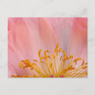Carte Postale Fleur de pivoine