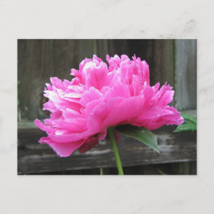 Carte Postale Fleur de pivoine rose