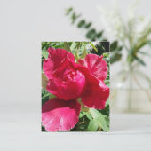 Carte Postale Fleur de pivoine rose (Debout devant)