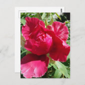 Carte Postale Fleur de pivoine rose (Devant / Derrière)