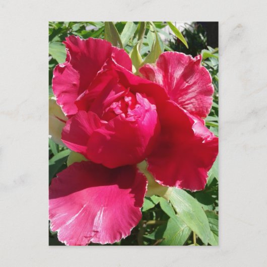 Carte Postale Fleur de pivoine rose (Devant)