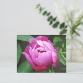Carte Postale Fleur de pivoine rose (Debout devant)