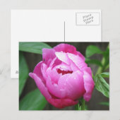 Carte Postale Fleur de pivoine rose (Devant / Derrière)