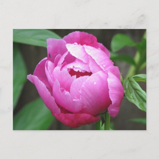 Carte Postale Fleur de pivoine rose (Devant)