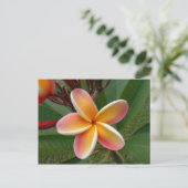 Carte Postale Fleur de Plumeria - Oahu, Hawaii (Debout devant)