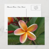 Carte Postale Fleur de Plumeria - Oahu, Hawaii (Devant / Derrière)