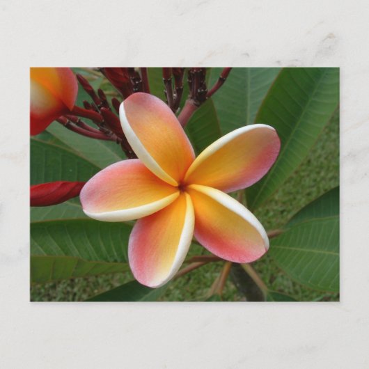 Carte Postale Fleur de Plumeria - Oahu, Hawaii (Devant)