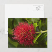 Carte Postale Fleur de Pohutukawa, Dunedin (Devant / Derrière)