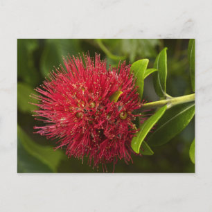 Carte Postale Fleur de Pohutukawa, Dunedin