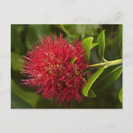 Carte Postale Fleur de Pohutukawa, Dunedin (Devant)