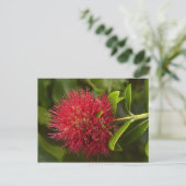 Carte Postale Fleur de Pohutukawa, Dunedin (Debout devant)
