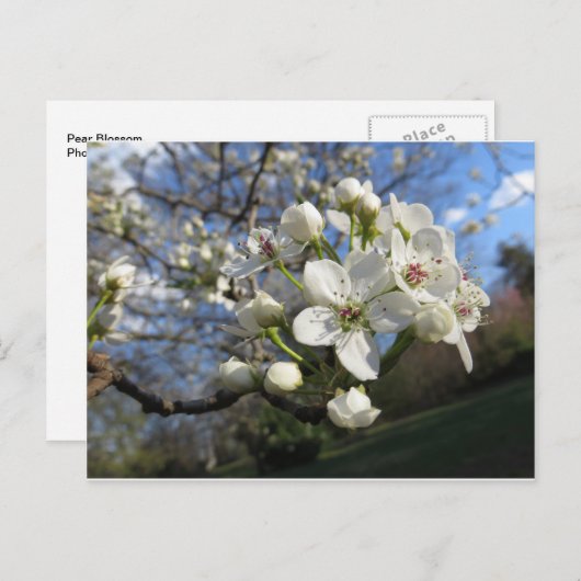 Carte Postale Fleur de poire (Devant / Derrière)