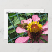 Carte Postale Fleur de pollinisation de la mite (Devant / Derrière)