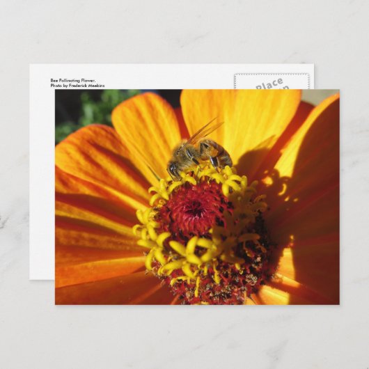 Carte Postale Fleur de pollinisation des abeilles (Devant / Derrière)