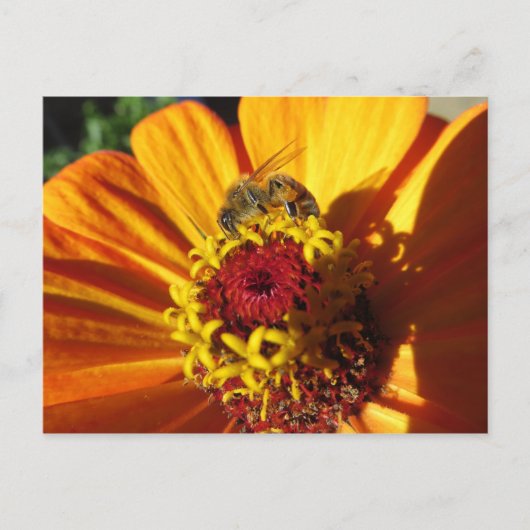 Carte Postale Fleur de pollinisation des abeilles (Devant)