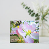 Carte Postale Fleur de pomme blanche rose en mai Canada (Debout devant)
