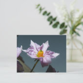 Carte Postale Fleur de pomme de terre (Debout devant)