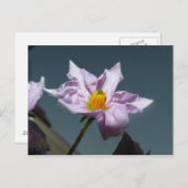 Carte Postale Fleur de pomme de terre (Devant / Derrière)