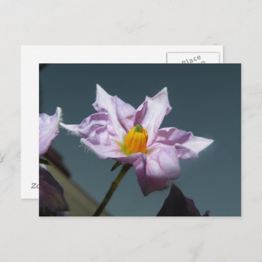 Carte Postale Fleur de pomme de terre (Devant / Derrière)