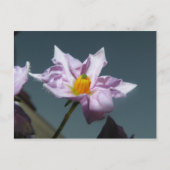 Carte Postale Fleur de pomme de terre (Devant)