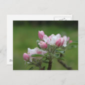 Carte Postale fleur de pomme et feuilles verts (Devant / Derrière)