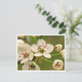 Carte postale - Fleur de pommier (Debout devant)
