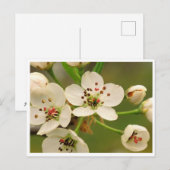 Carte postale - Fleur de pommier (Devant / Derrière)