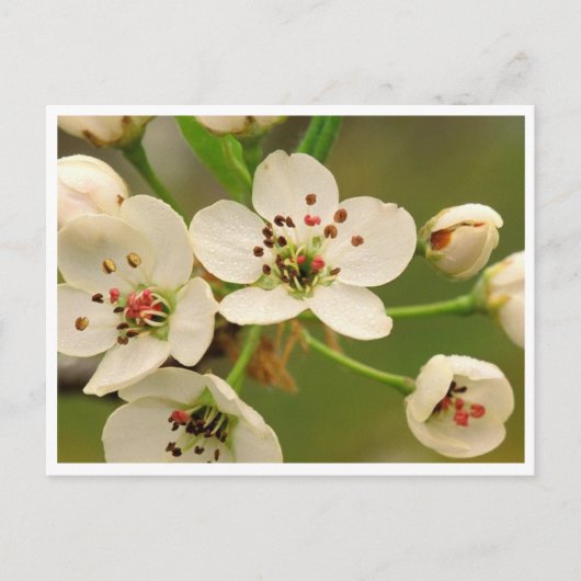 Carte postale - Fleur de pommier (Devant)